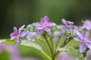 雨上がり