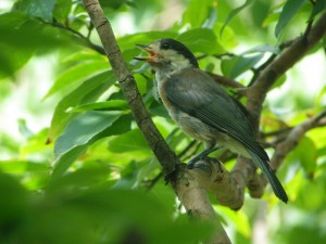 オナガ幼鳥