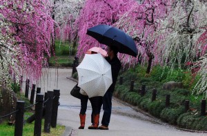 満開の梅