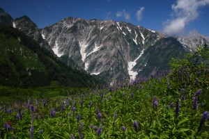 夏山讃歌