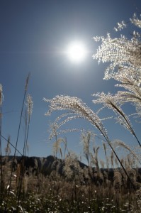 晩秋の太陽