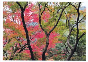 森の中の紅葉