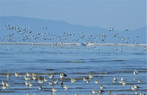 浜辺の詩