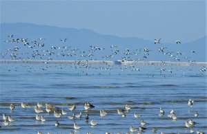 浜辺の詩