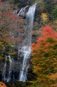 秋の白滝