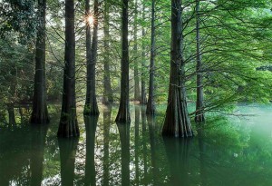 水辺の森