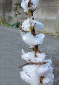 サルビアの霜柱