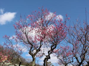 早春の梅林公園