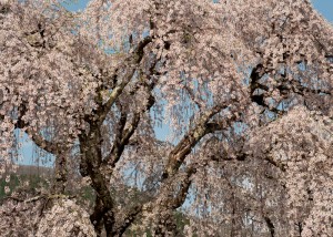 白津桜屏風