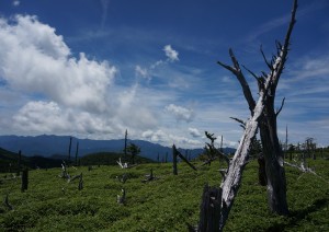 高原の夏