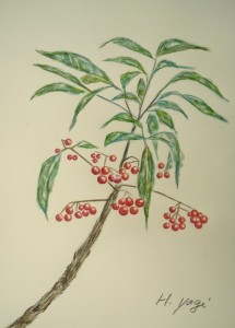 センリョウ
