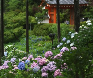 紫陽花寺