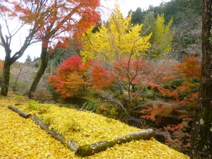 大福魚苑の秋