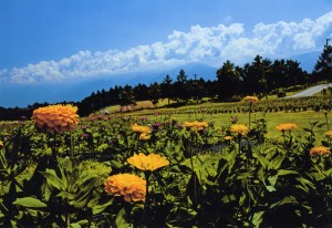 花園・入道雲