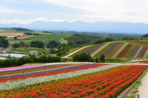 北の大地の夏