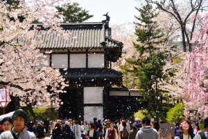 桜吹雪