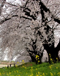 満開の桜