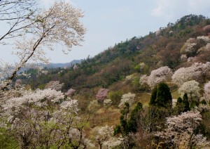 春の里山