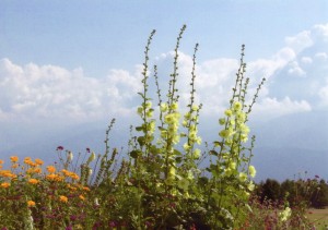 高原の花