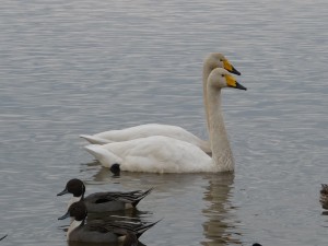 白鳥と鴨のシンクロナイズ