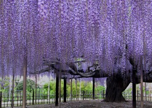 花房万本