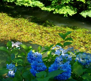 水辺の紫陽花