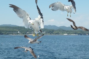 ウミネコの舞