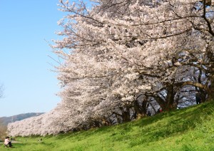 桜堤