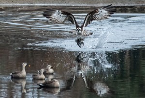 ミサゴの狩り