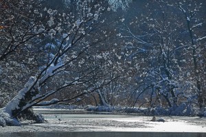 雪の華