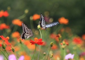 恋の花園