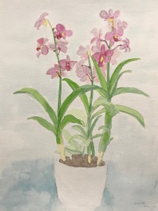 初夏の花