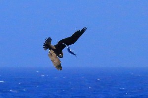 飛魚を狙うカツオドリ