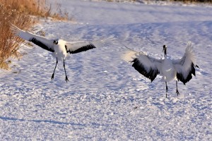 雪に舞う