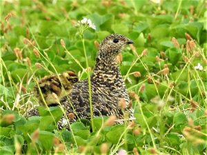 母の愛（雷鳥）