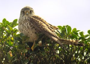 コチョウゲンボウ（ハヤブサ科）