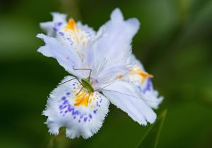 初夏の息吹