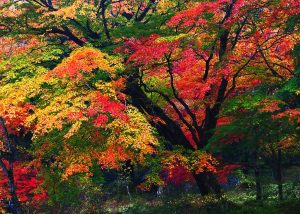 紅葉　色とりどり