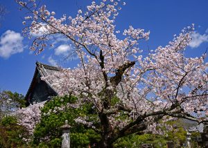 京都嵯峨釈迦堂の春