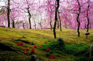 城南宮の早春
