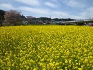 なのはな畑