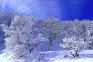新雪の朝