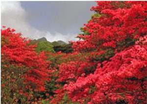 躑躅満開・那須
