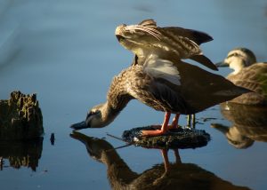 親子鳥飛び立つ