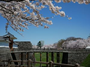 霞城本丸と桜