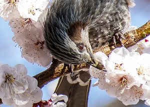 梅とヒヨドリ