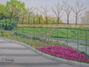 枚方二中プール跡地の菜園（芝桜）を描く