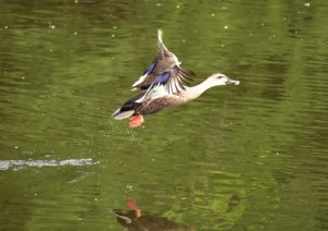 飛び立つ