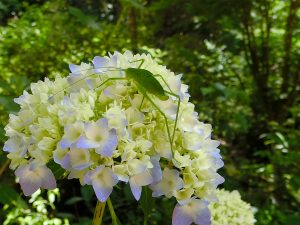 花のベッド