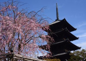 京都・東寺の春